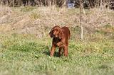 SETTER IRLANDAIS 311